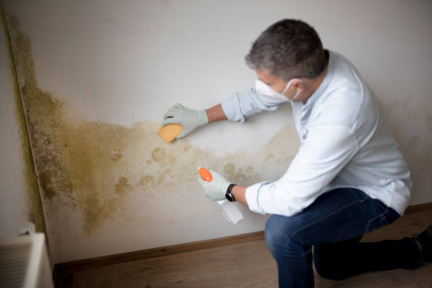 Best Air Quality Testing for Mold Spores  in Tanglewilde, WA