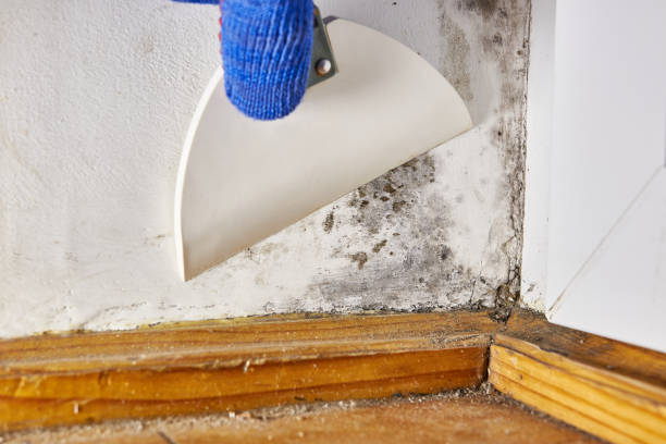 Best Mold Odor Removal Services  in Tanglewilde, WA